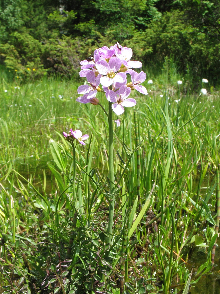 Изображение особи Cardamine pratensis.