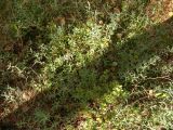 genus Vaccinium