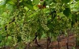 Vitis vinifera. Побеги с соплодиями. Дагестан, Кизилюртовский р-н, окр. с. Миатли, в культуре. 28.07.2022.