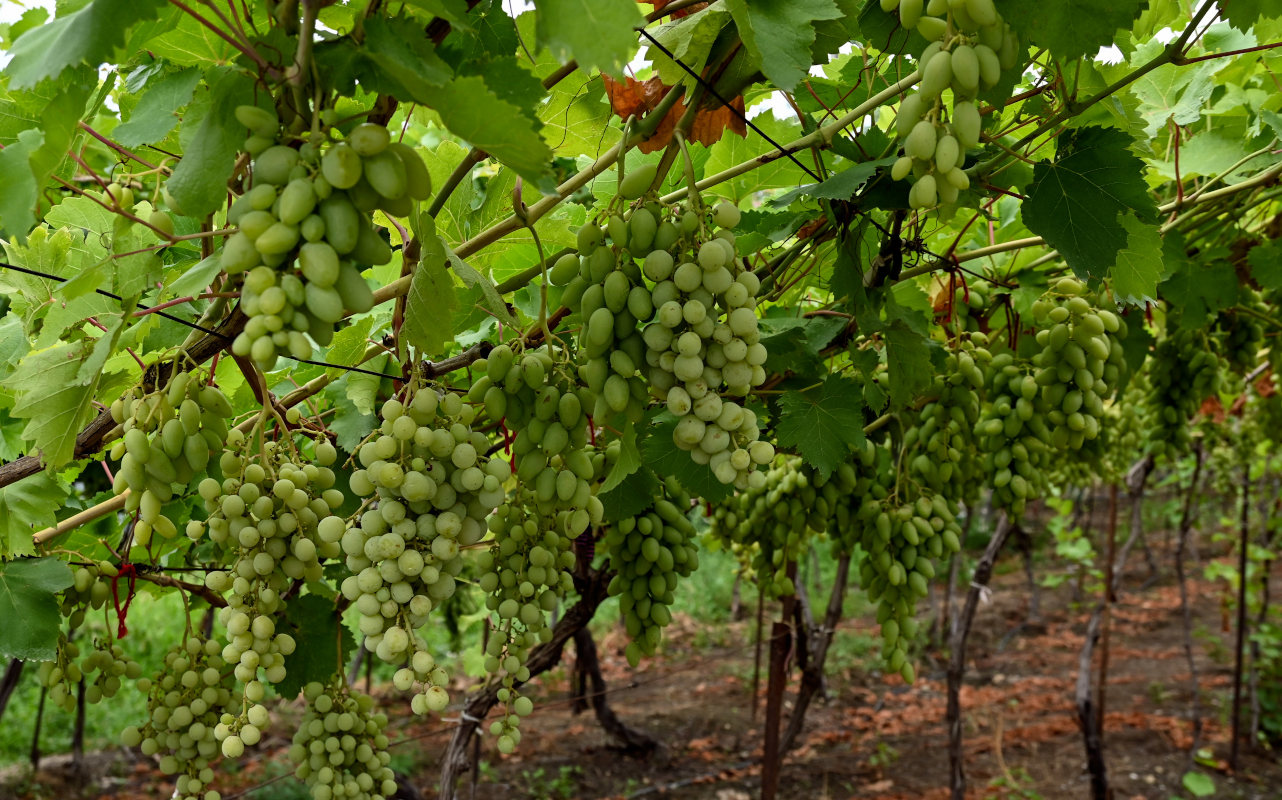 Image of Vitis vinifera specimen.