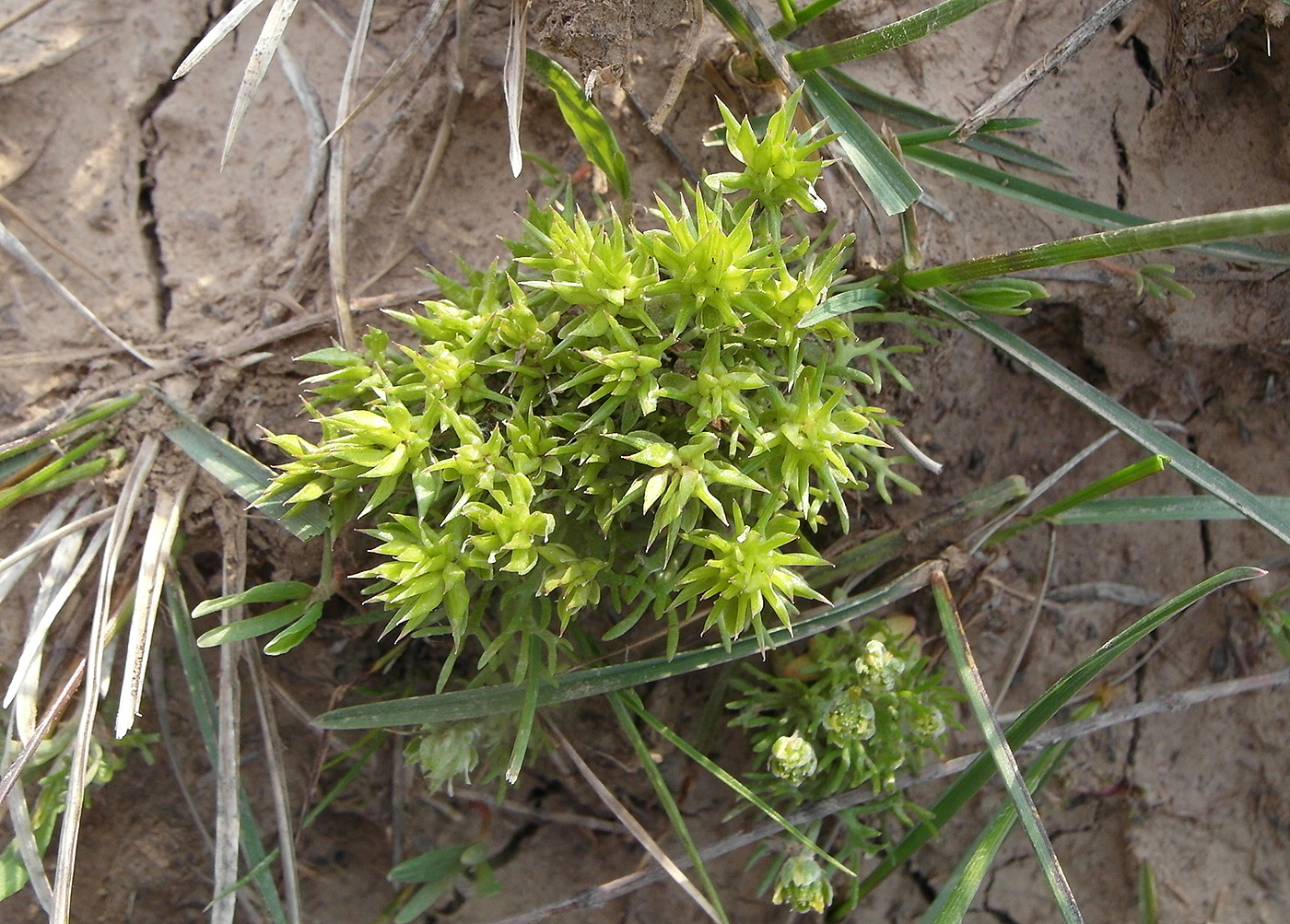 Изображение особи Ceratocephala orthoceras.