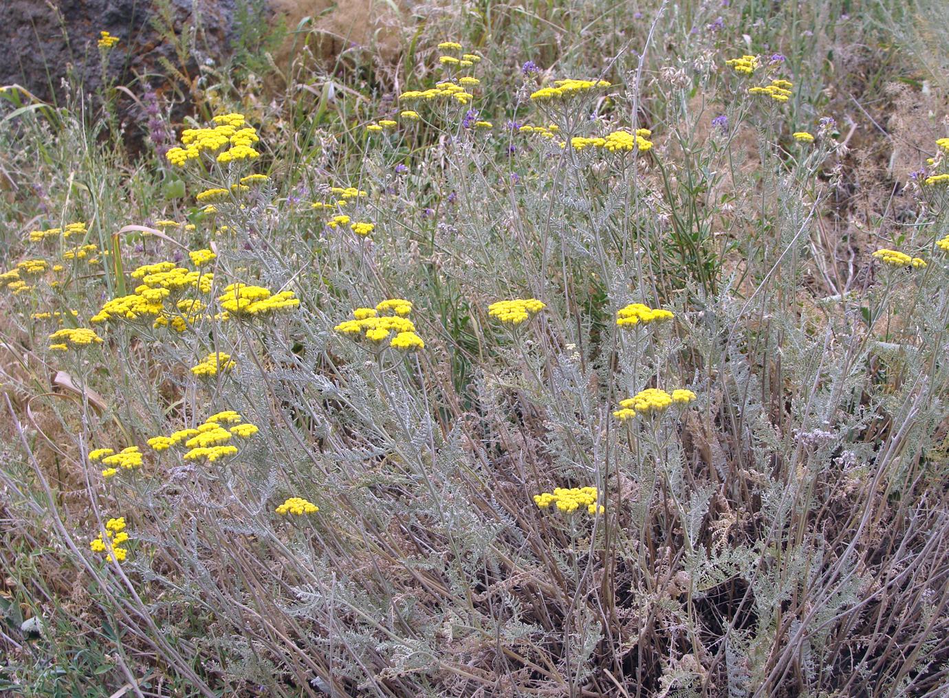 Image of Tanacetum canescens specimen.