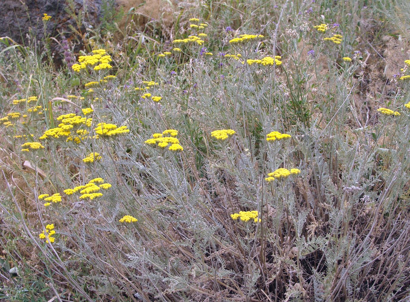 Изображение особи Tanacetum canescens.