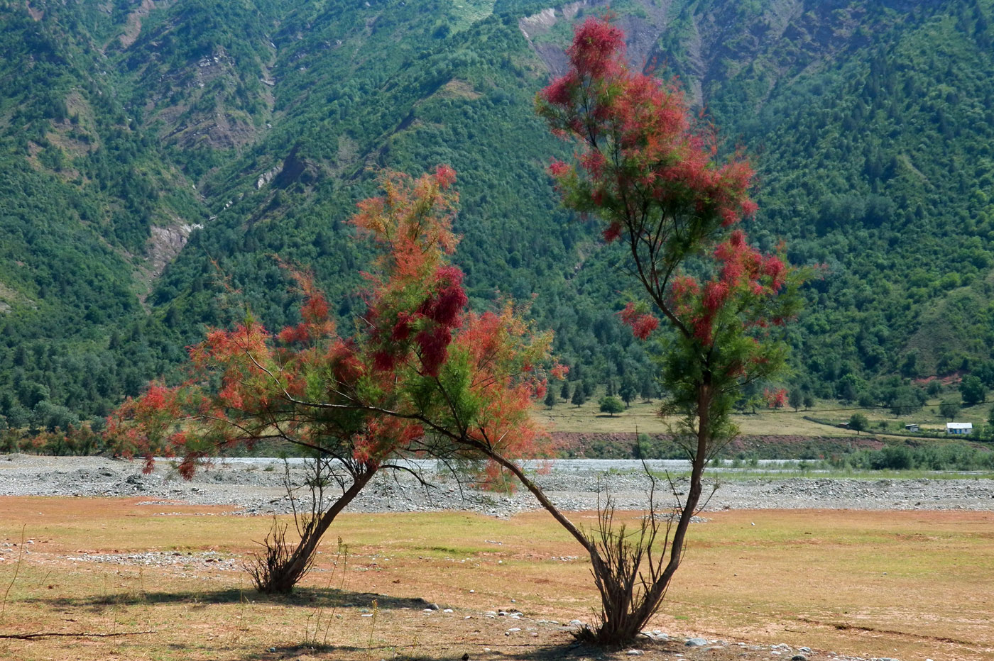 Image of genus Tamarix specimen.