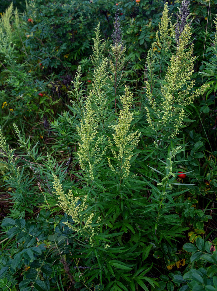 Image of Artemisia montana specimen.