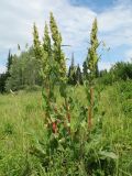 Rumex patientia подвид orientalis. Плодоносящее растение. Казахстан, Восточно-Казахстанская обл., Глубоковский р-н, окр. с. Зимовьё; Западный Алтай, разнотравный луг среди смешанного леса. 30 июня 2023 г.