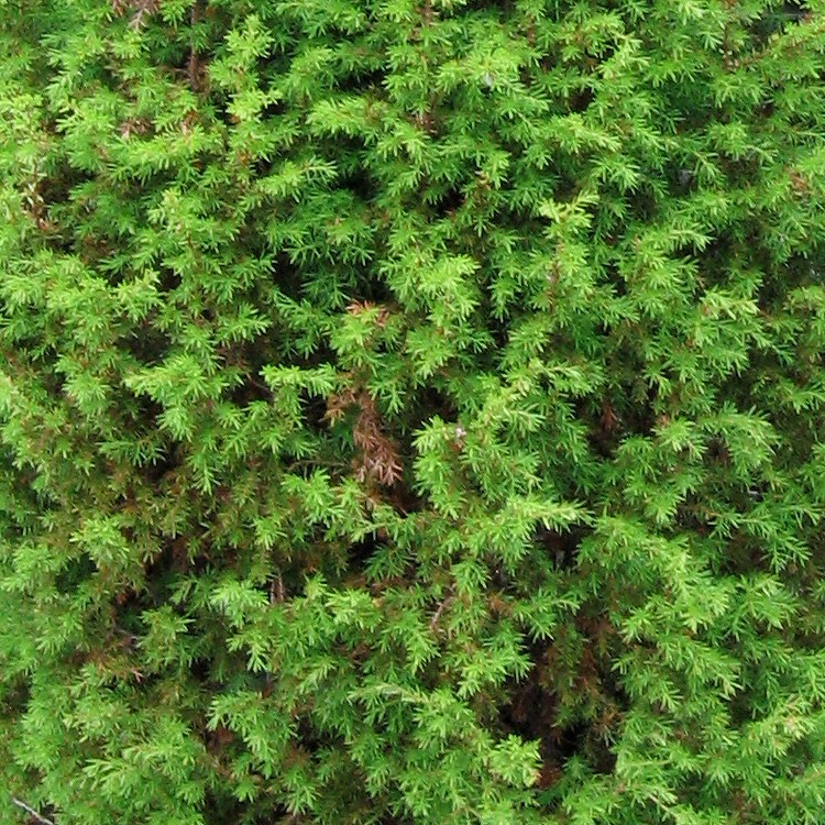Изображение особи Juniperus communis.