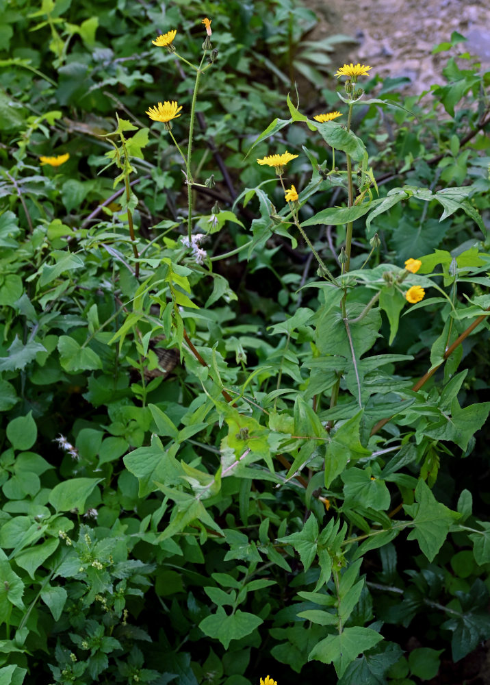 Изображение особи Sonchus oleraceus.