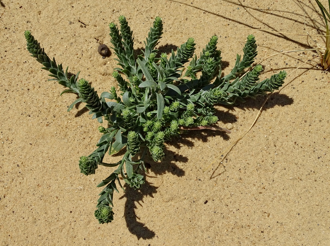 Изображение особи Corispermum lehmannianum.