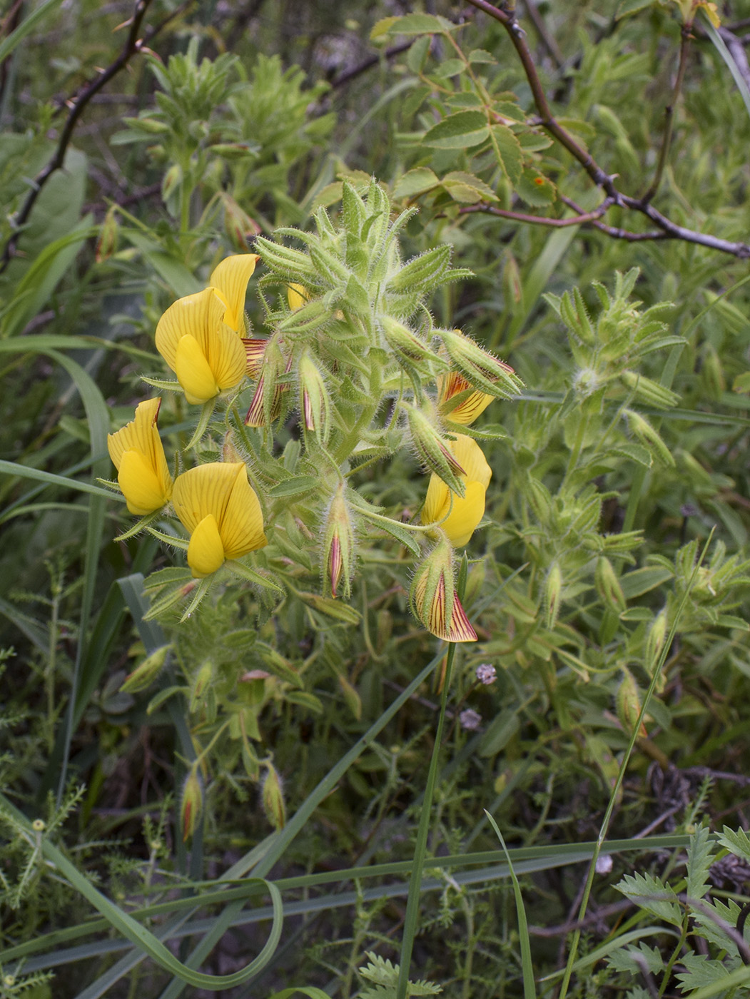 Image of Ononis natrix specimen.