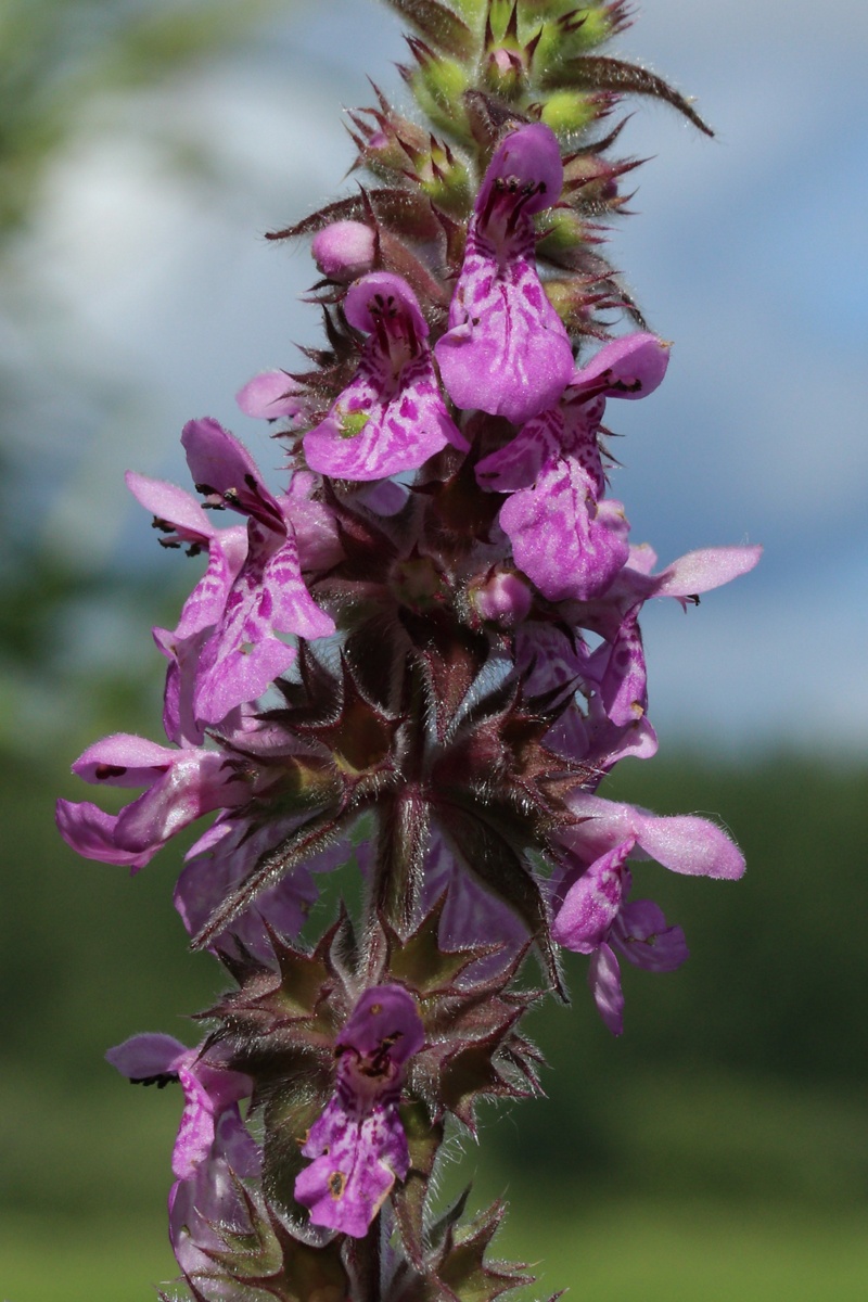 Изображение особи Stachys palustris.