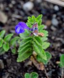 Scutellaria strigillosa