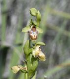 Ophrys flavomarginata