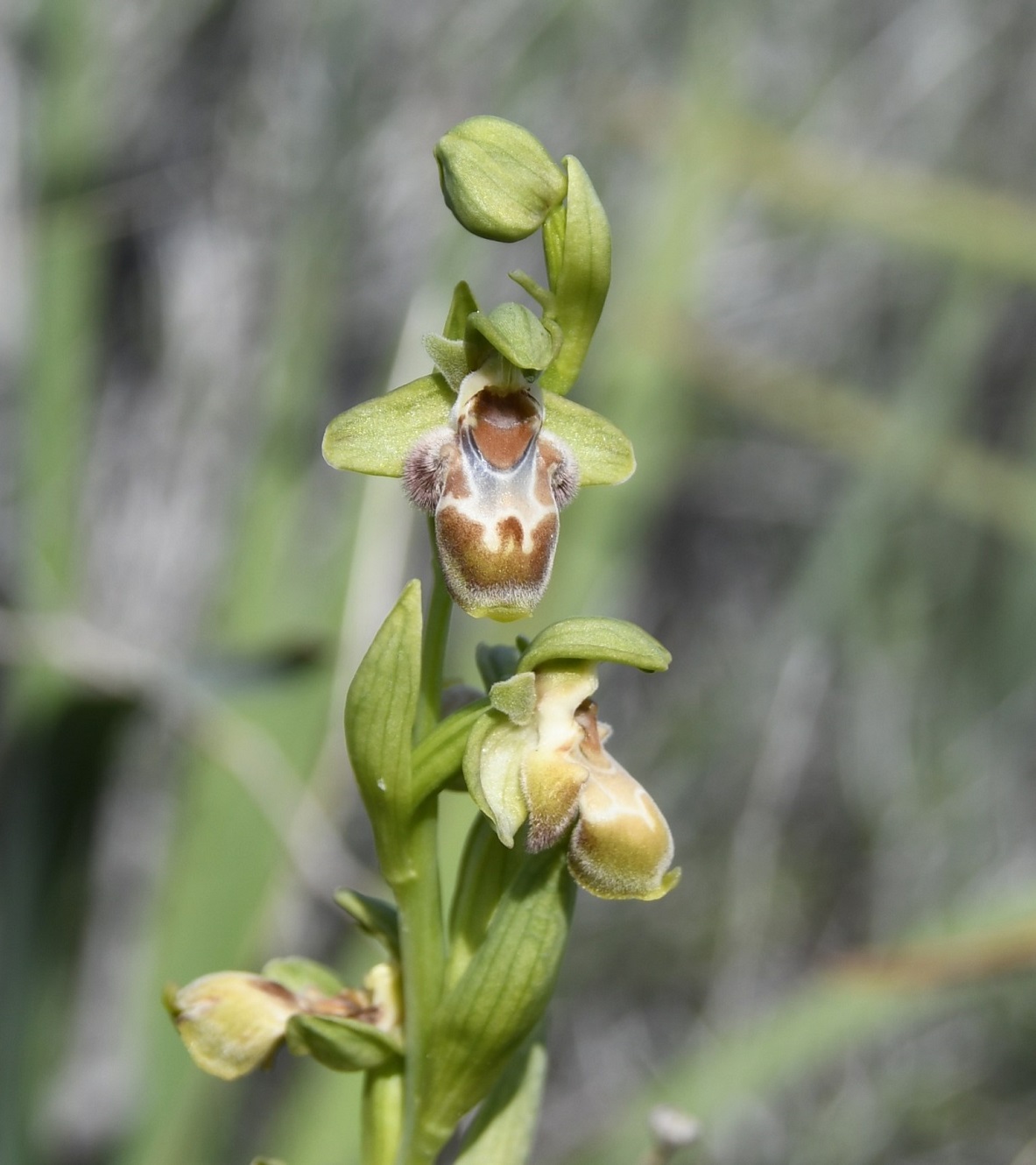 Image of Ophrys flavomarginata specimen.