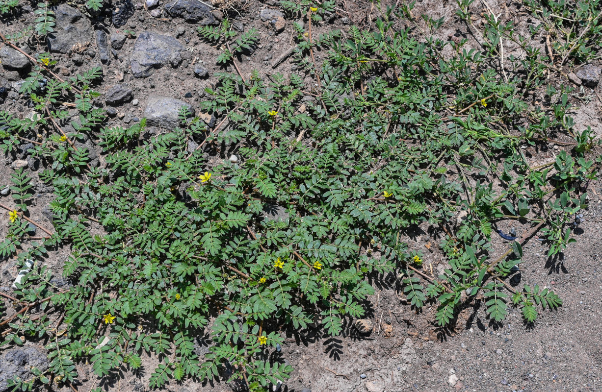 Изображение особи Tribulus terrestris.