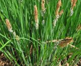 Carex cespitosa