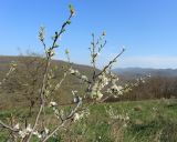 Prunus stepposa. Верхушка цветущего растения. Краснодарский край, м/о г. Новороссийск, вершина 429, закустаренный остепнённый луг. 10.04.2024.