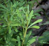 Galium aparine. Верхушка побега. Ростовская обл., окр. г. Донецк, правый берег р. Северский Донец, дубово-вязовый лес. 09.04.2024.