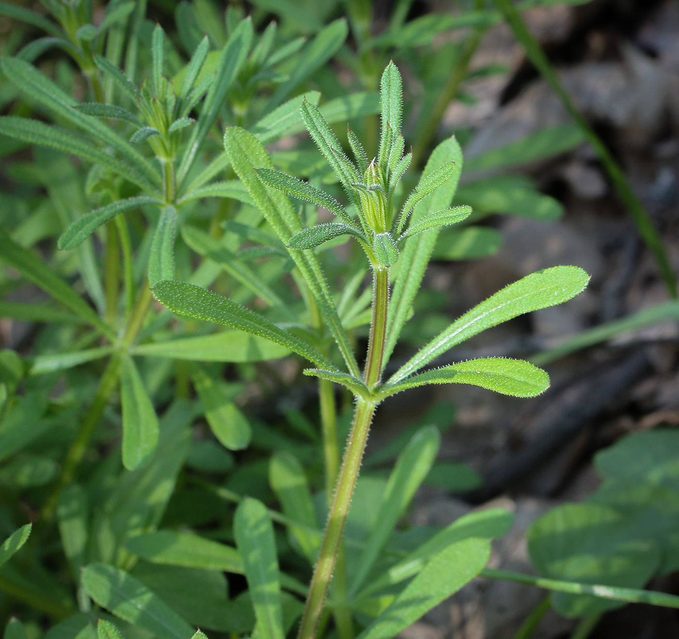 Изображение особи Galium aparine.