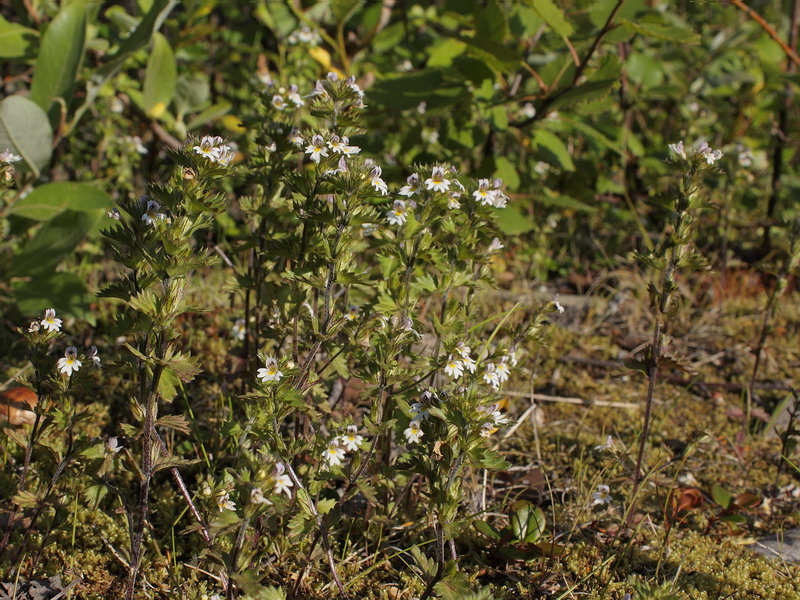 Изображение особи Euphrasia brevipila.