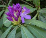 Rhododendron ponticum. Соцветие в бутонах с распустившимся цветком. Абхазия, Гудаутский р-н, Мюссерский лесной массив, долина р. Риапши, широколиственный лес. 12.04.2024.