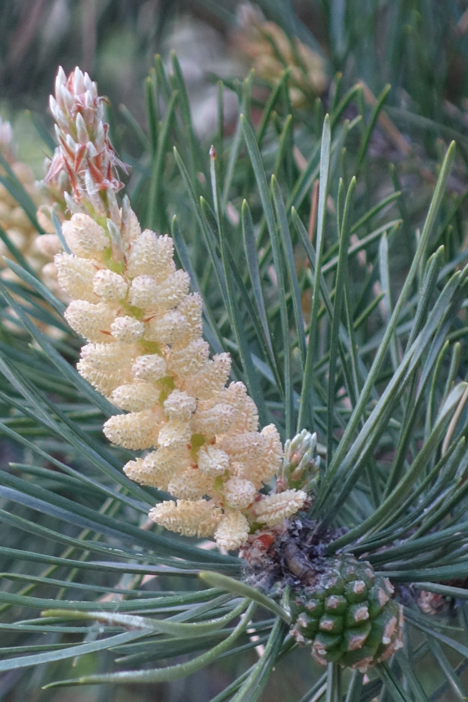 Изображение особи Pinus sylvestris.