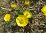 Ranunculus altaicus