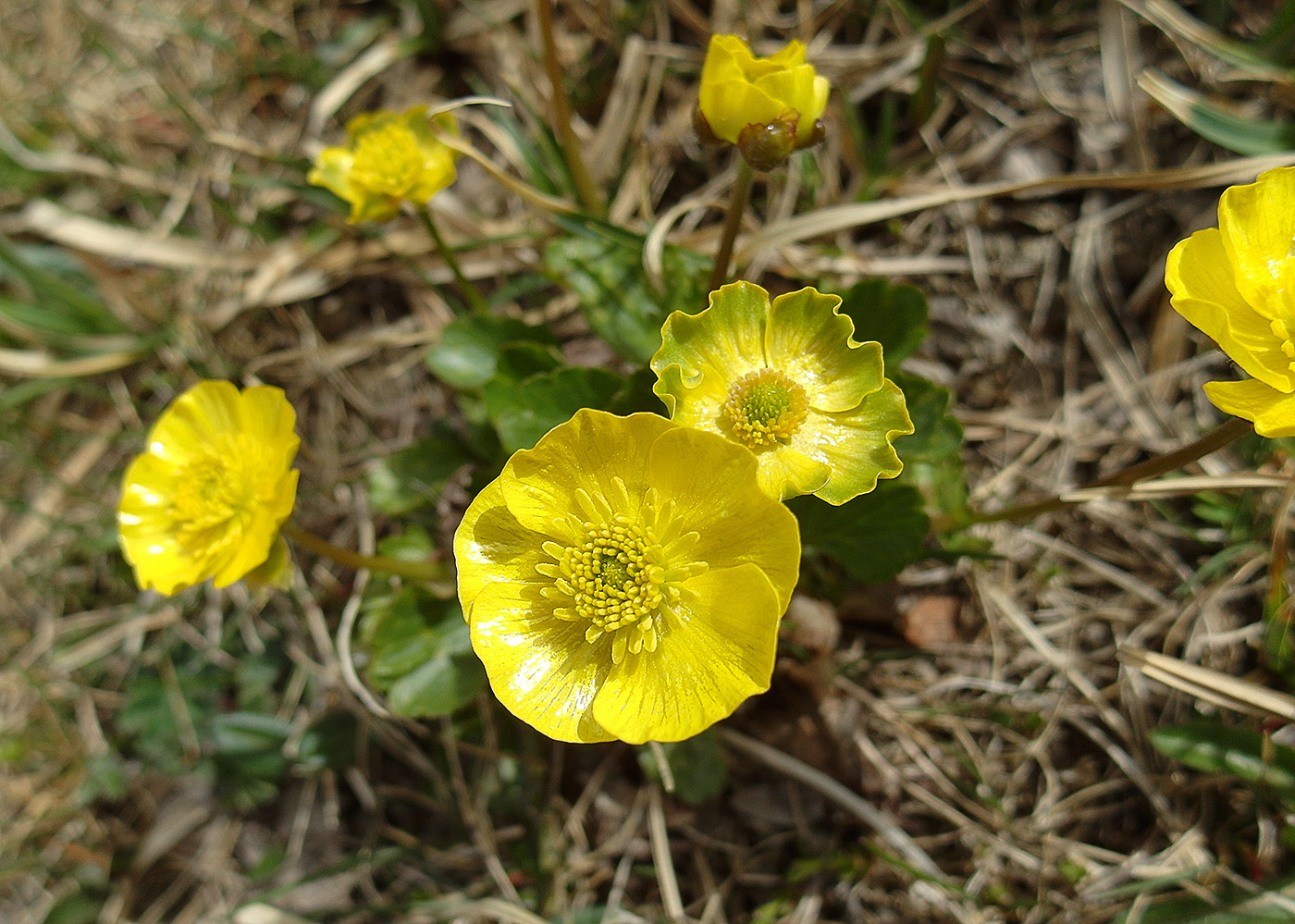 Изображение особи Ranunculus altaicus.
