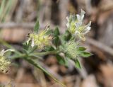 Dorycnium hirsutum