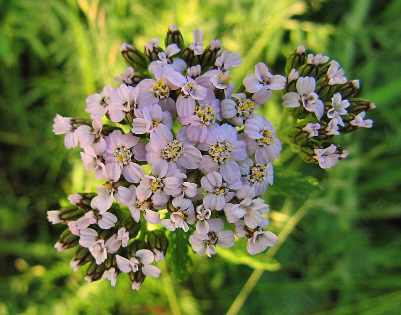 Image of Achillea millefolium specimen.