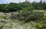 Juniperus sargentii