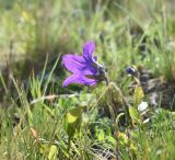 genus Campanula