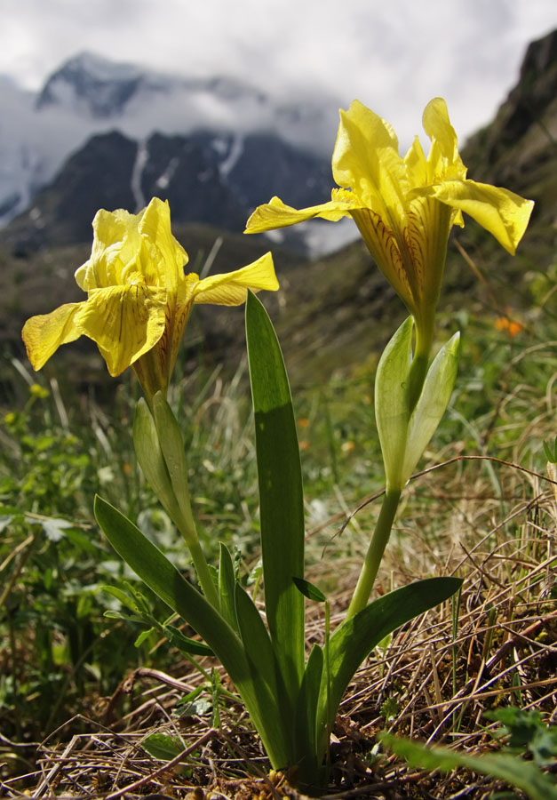 Image of Iris bloudowii specimen.