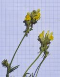 Linaria supina. Верхушки побегов с соцветиями. Испания, Каталония, пров. Жирона, комарка Рипольес, муниципалитет Сеткасес, окр. курорта \"Вальтер 2000\", ≈1900 м н.у.м., крутой склон юго-западной экспозиции, прогалина в сосновом (Pinus uncinata) лесу. 23.06.2024.