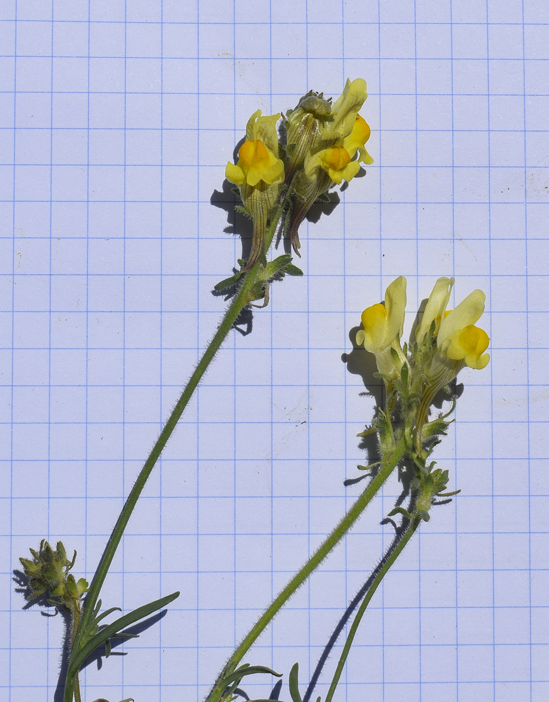 Изображение особи Linaria supina.