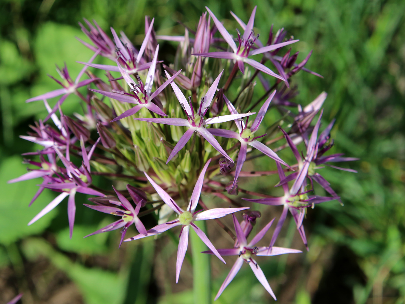 Image of Allium cristophii specimen.