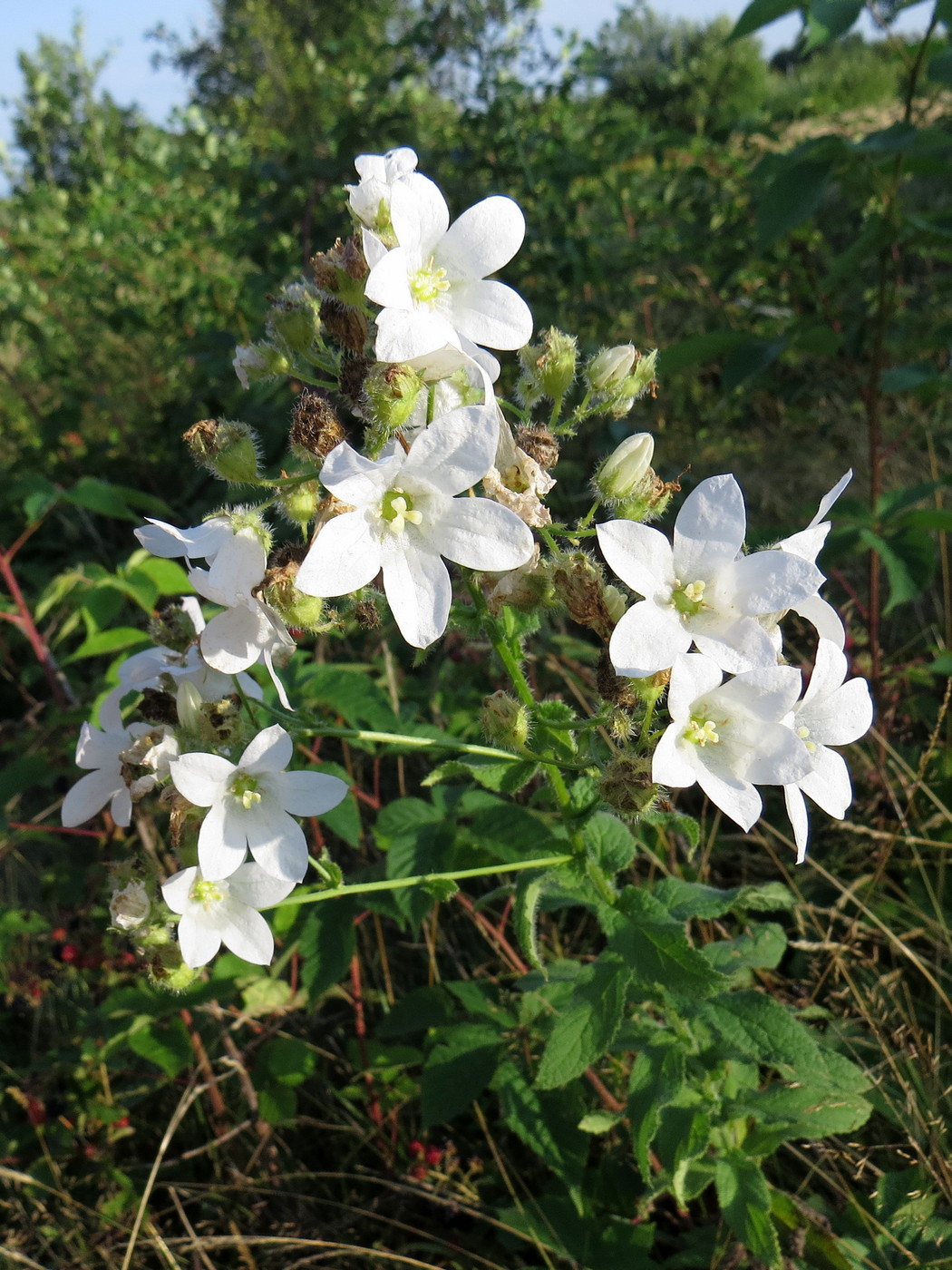 Изображение особи Gadellia lactiflora.