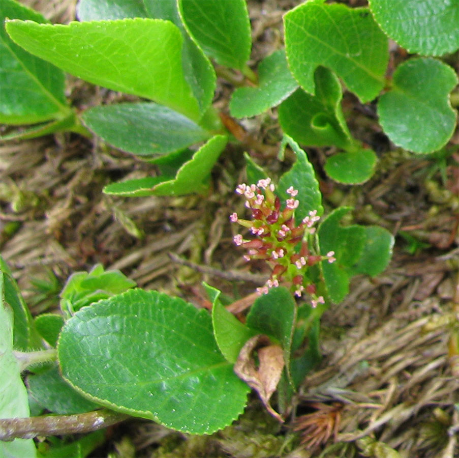 Image of Salix turczaninowii specimen.