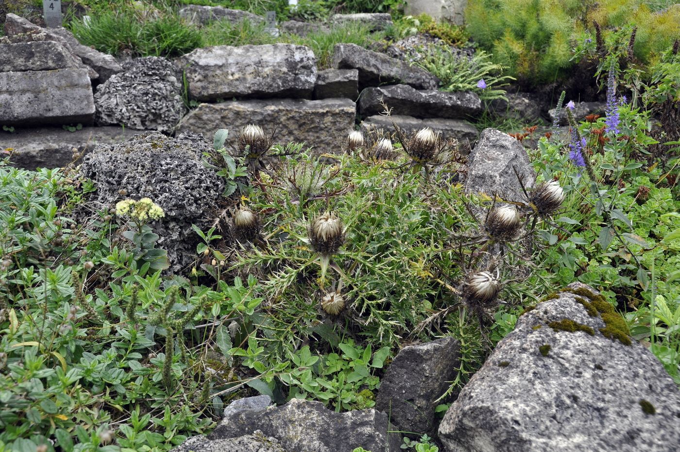 Image of Carlina acaulis specimen.