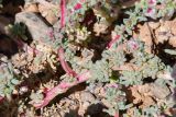 Halogeton glomeratus