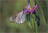 Betonica officinalis