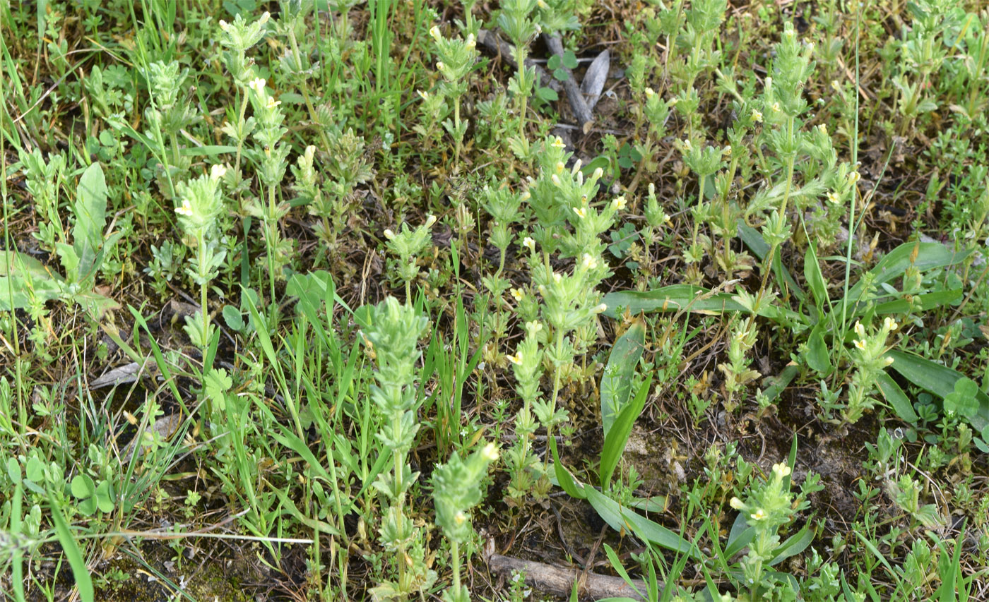 Изображение особи Parentucellia flaviflora.