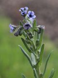 Cynoglossum creticum