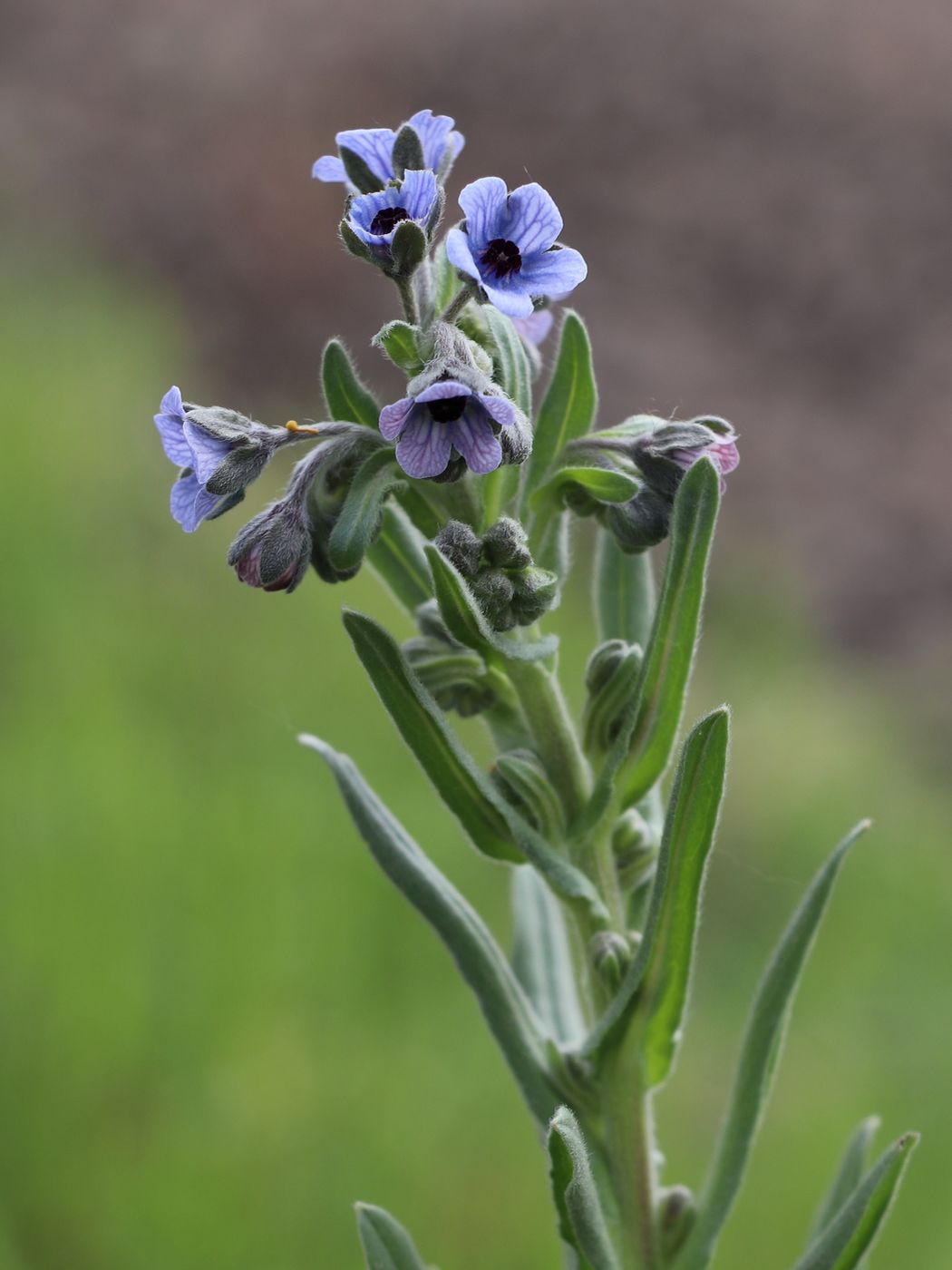 Image of Cynoglossum creticum specimen.