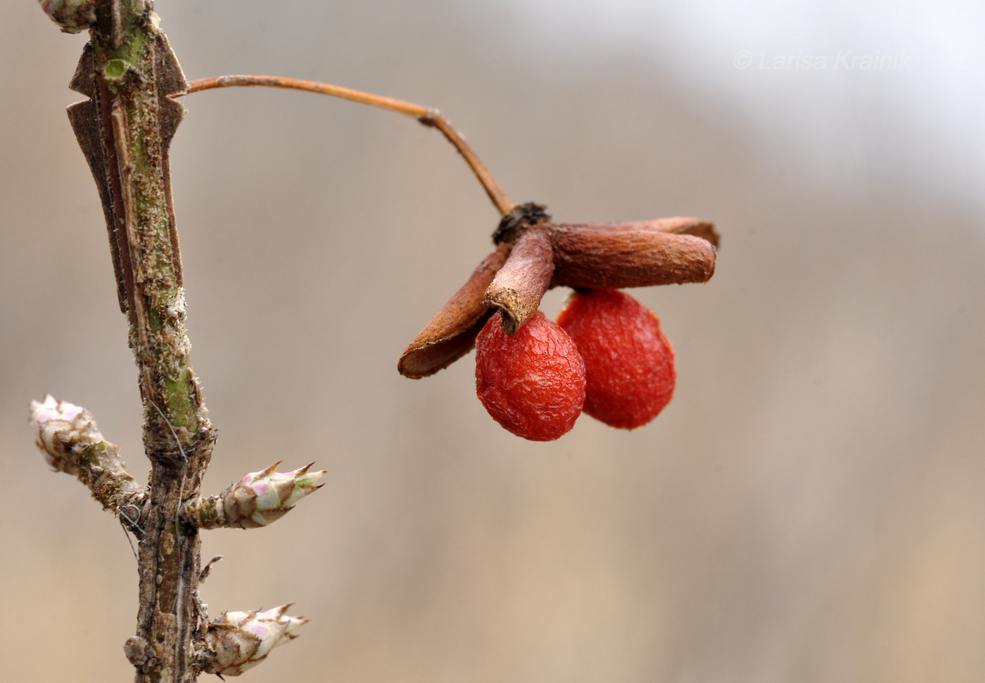 Image of Euonymus sacrosanctus specimen.