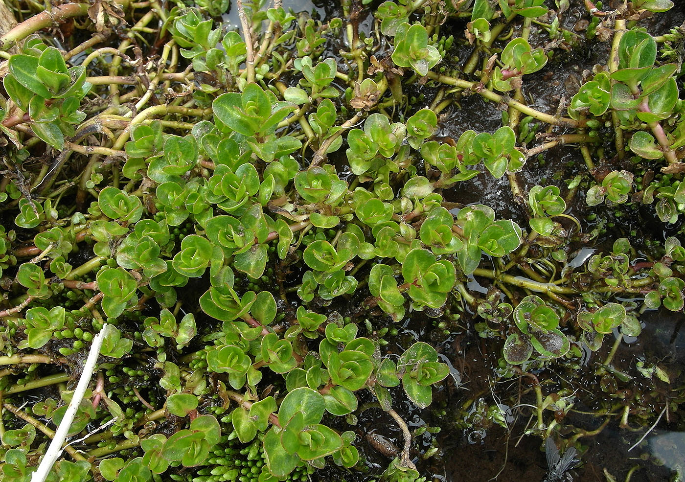 Изображение особи Veronica beccabunga ssp. muscosa.