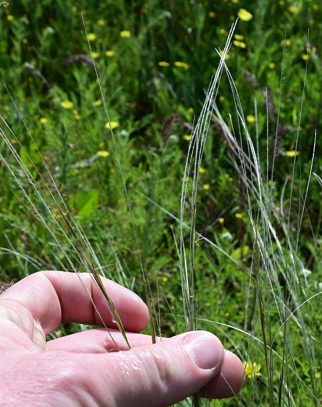 Image of genus Stipa specimen.