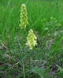 Pedicularis compacta. Зацветающие растения на травянистом острове. Коми, Интинский р-н, окр. пос. Желанный, Приполярный Урал, место впадения р. Балбанью в озеро Бол. Балбанты. 12.07.2010.