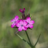 Dianthus capitatus