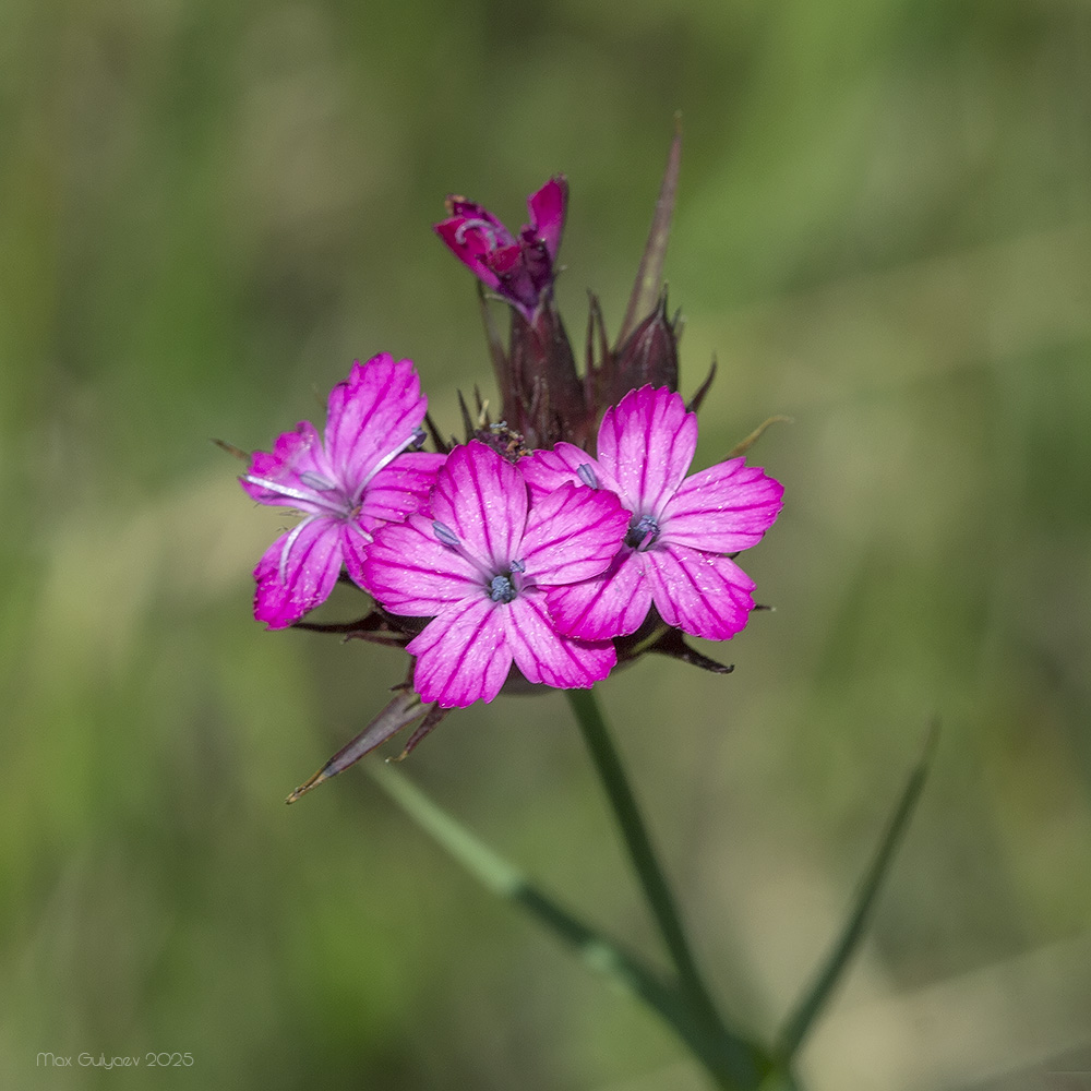 Изображение особи Dianthus capitatus.